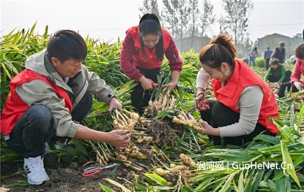 古城鎮(zhèn)：好運“姜”至 助農秋收暖人心